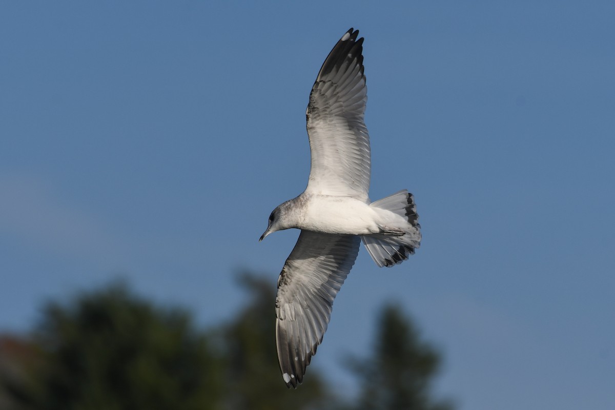 Short-billed Gull - ML645128102
