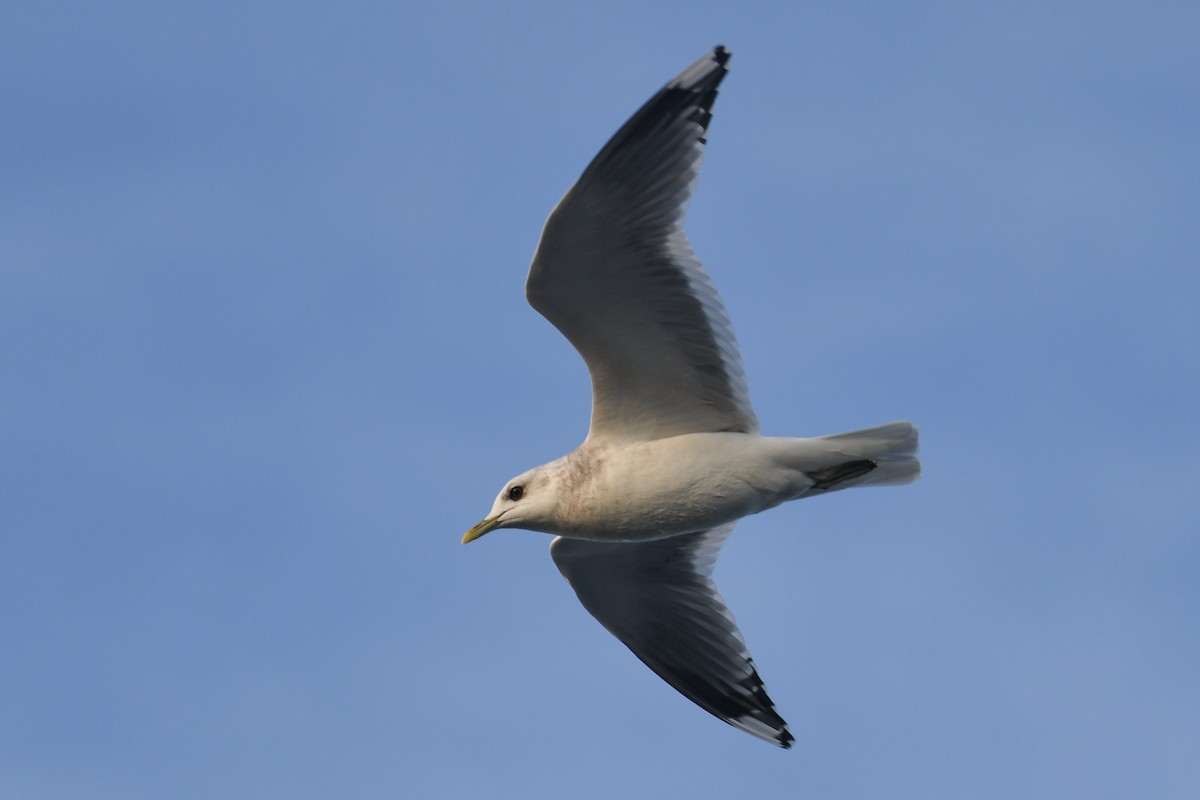 Short-billed Gull - ML645128103