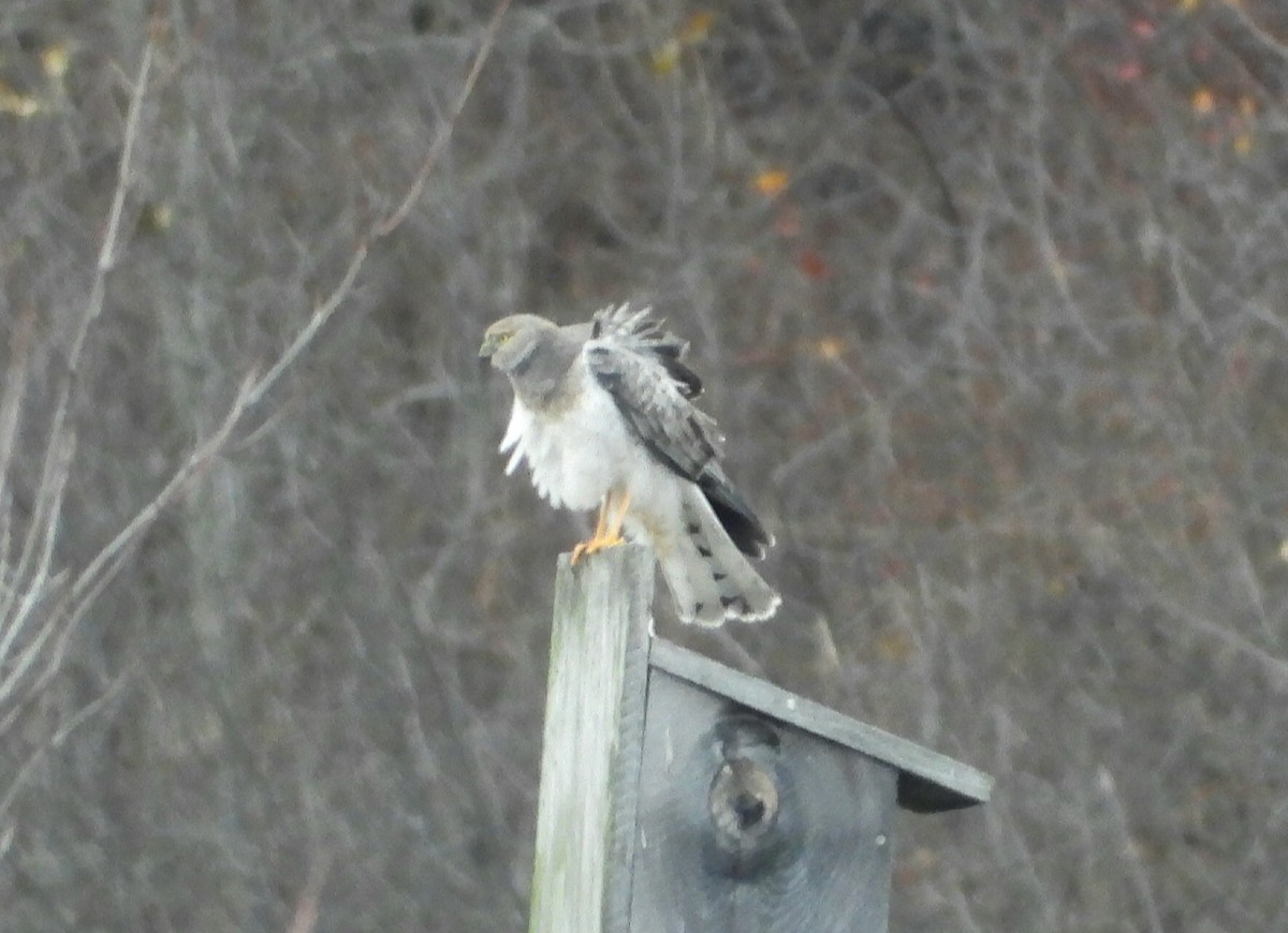 Northern Harrier - ML645128113