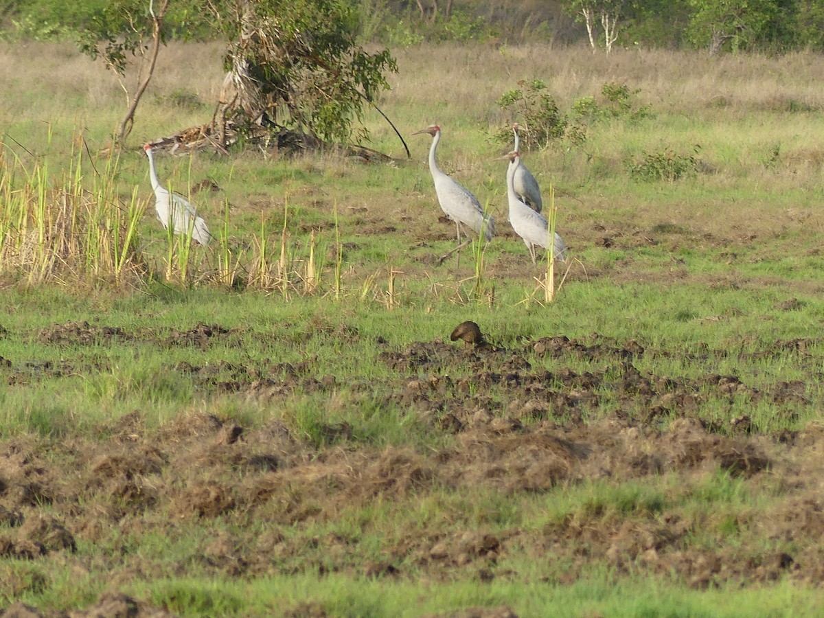 Brolga - ML645128137