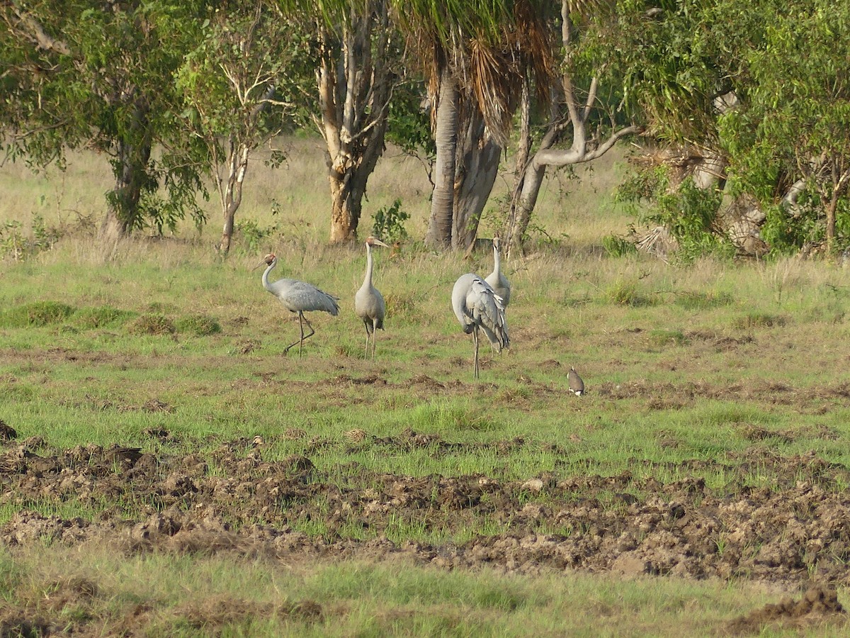 Brolga - ML645128138