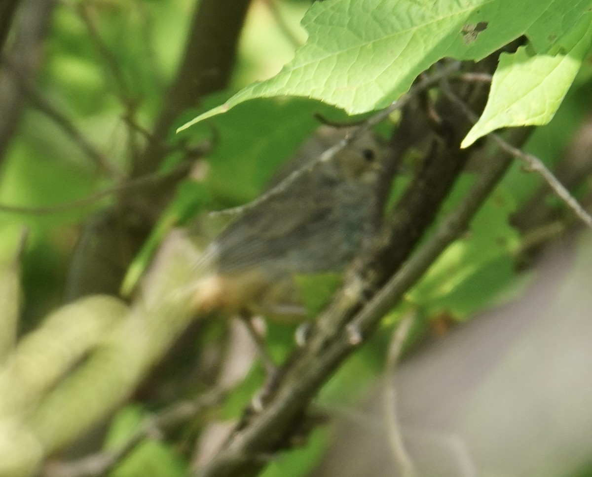 Canyon Towhee - ML645128164