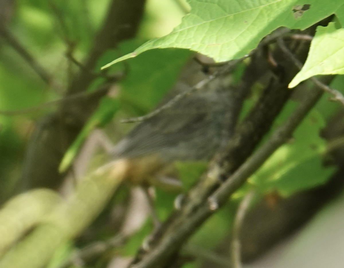 Canyon Towhee - ML645128165