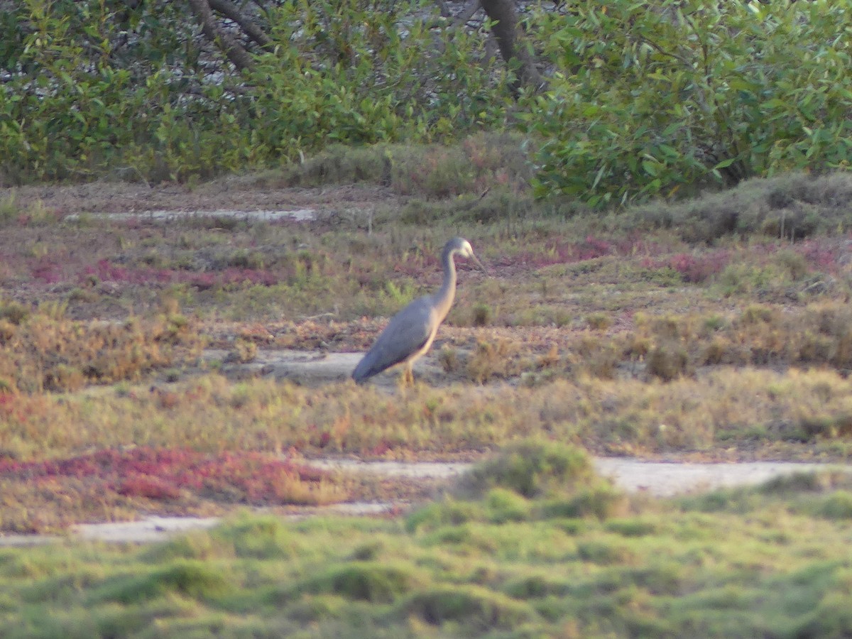 White-faced Heron - ML645128166