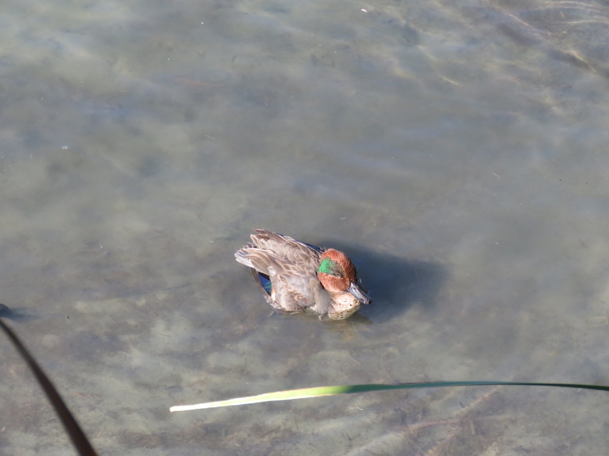 Green-winged Teal - ML645128180