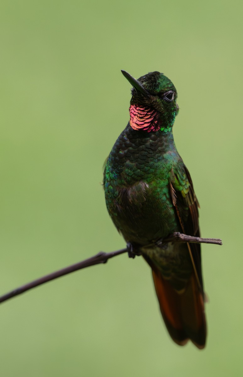 Brazilian Ruby - ML645128183
