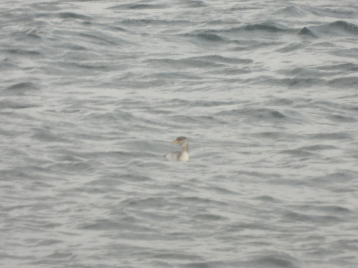 Red-necked Grebe - ML645128198