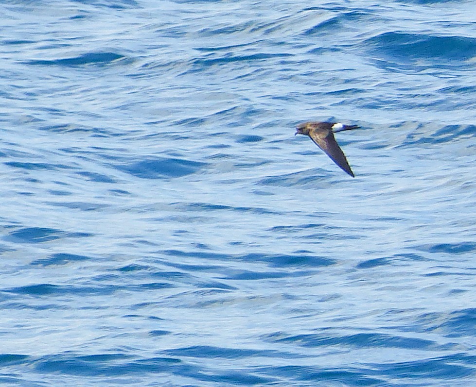 Wedge-rumped Storm-Petrel - ML645128231