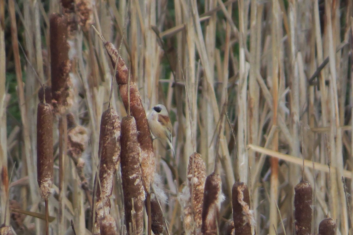 Eurasian Penduline-Tit - ML645128237