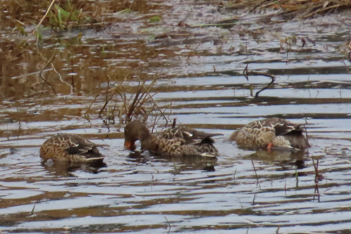 Ahate mokozabal zuria - ML645128270