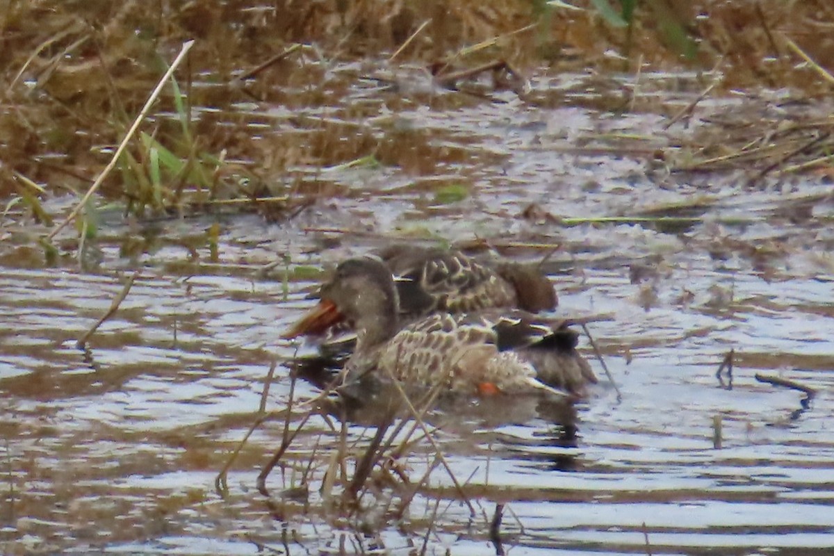 Ahate mokozabal zuria - ML645128271