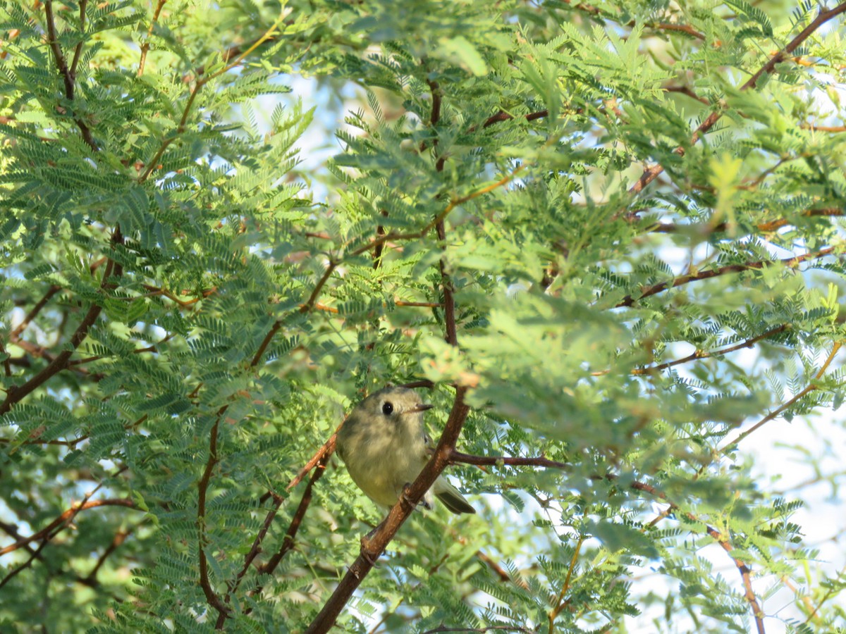 Ruby-crowned Kinglet - ML645128274