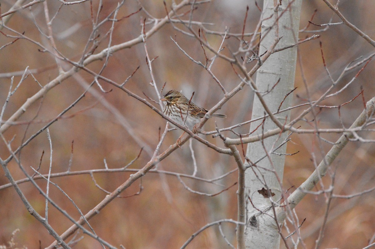 Savannah Sparrow - ML645128302