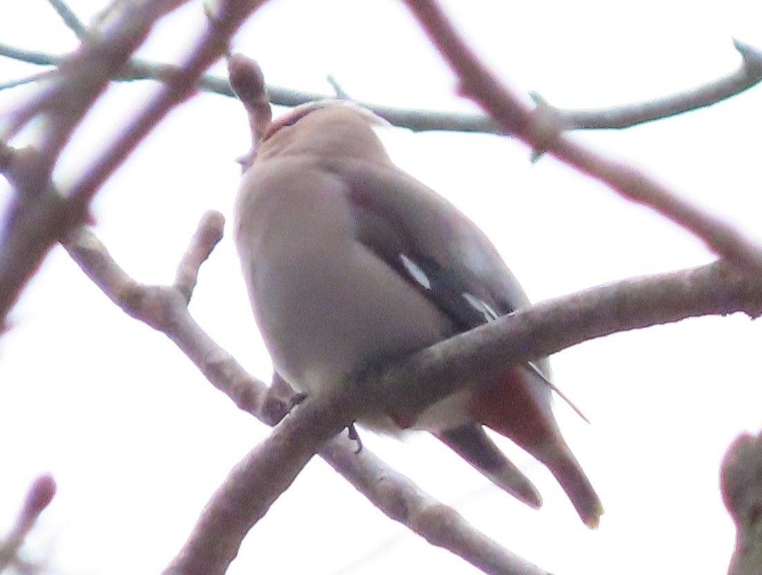 Buztanori boreala - ML645128309