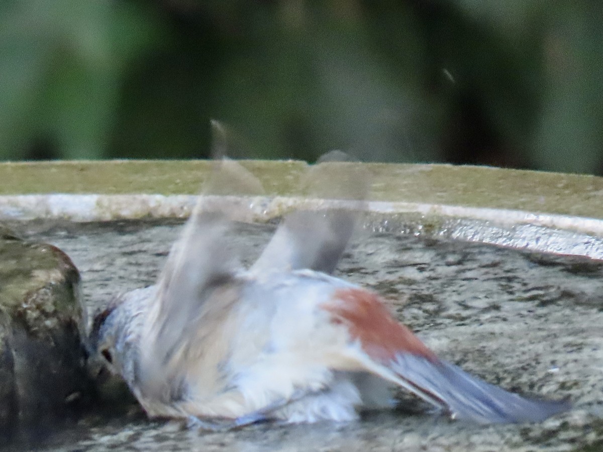 Lucy's Warbler - ML645128310