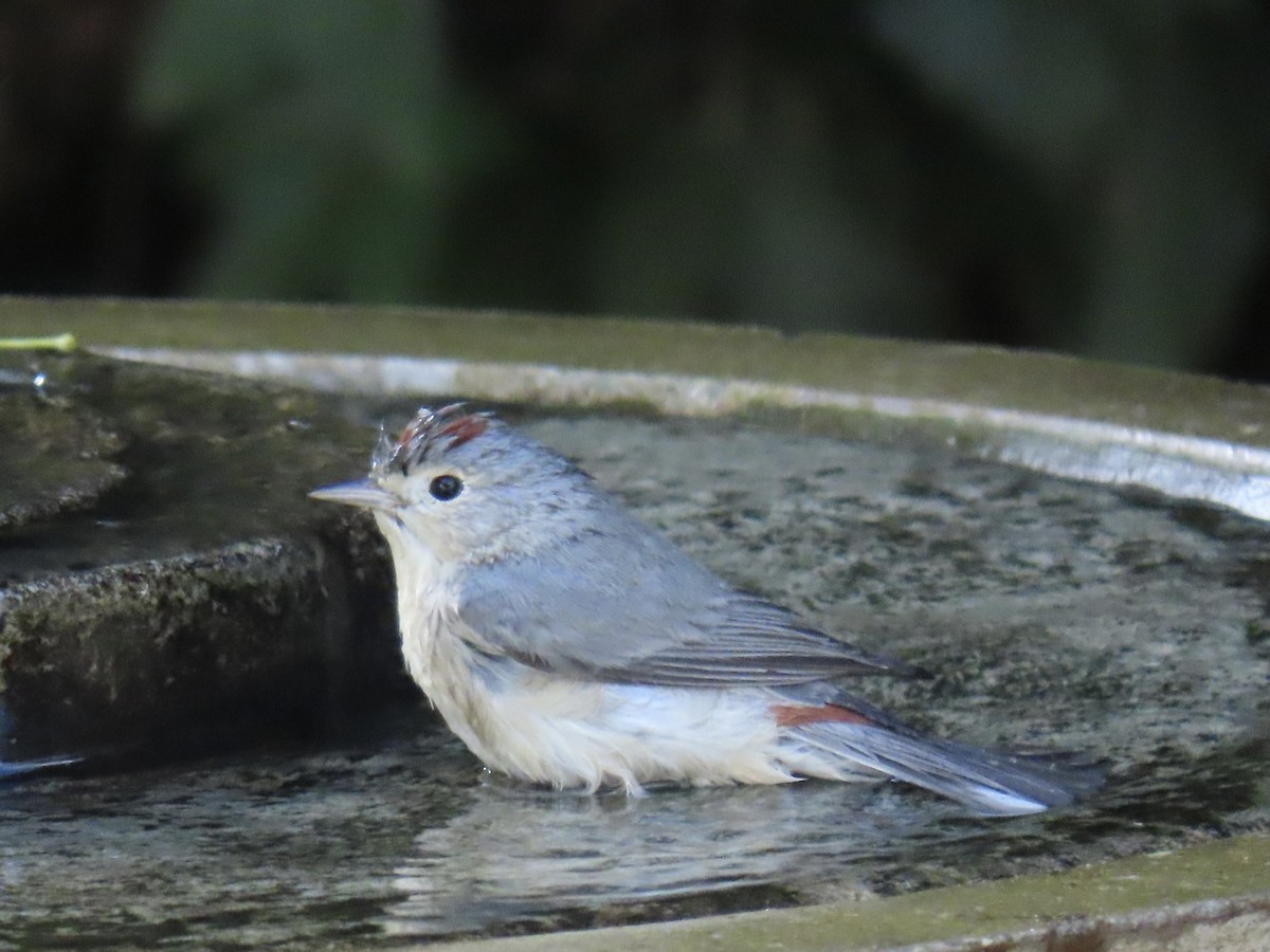 Lucy's Warbler - ML645128311