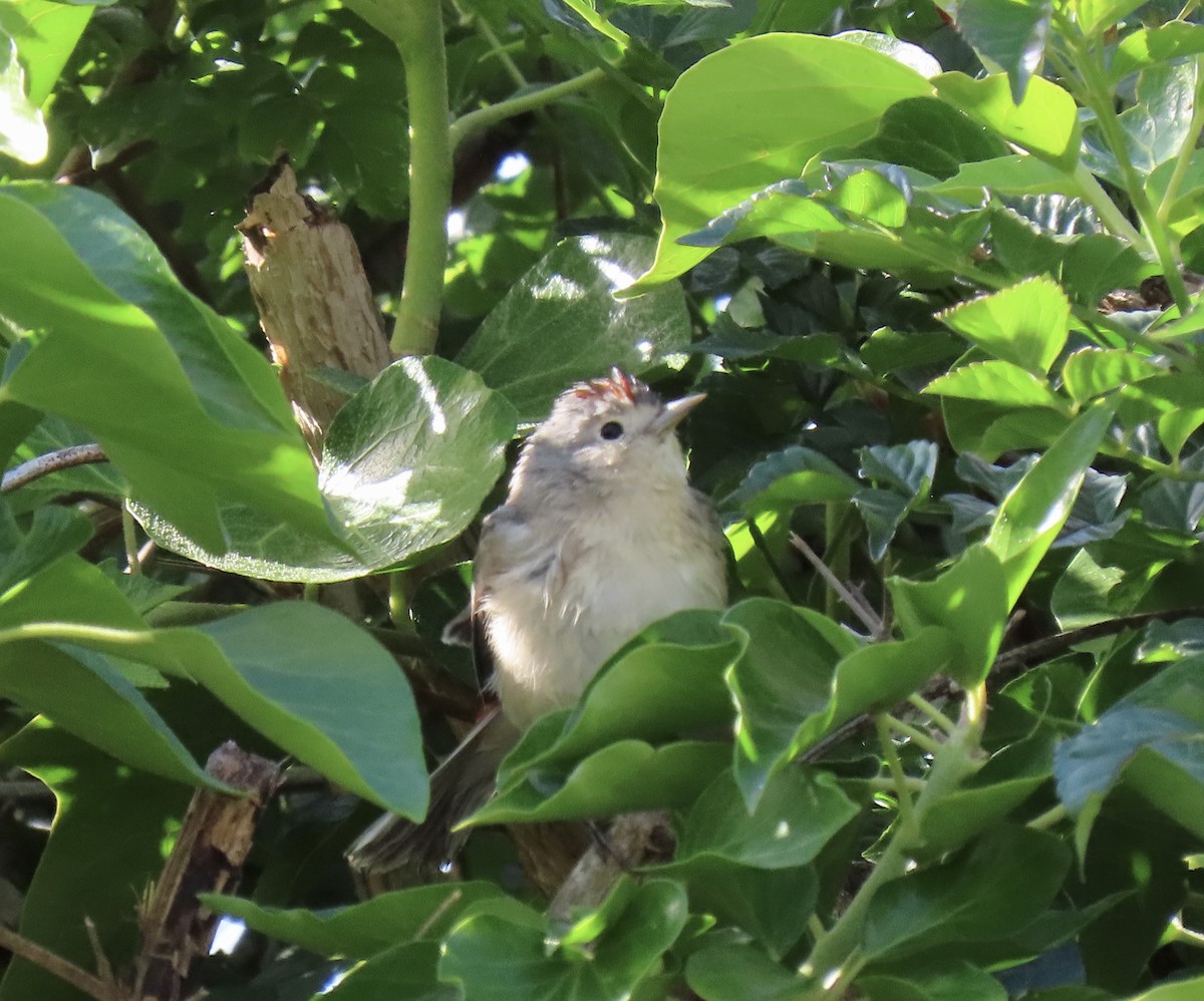 Lucy's Warbler - ML645128312
