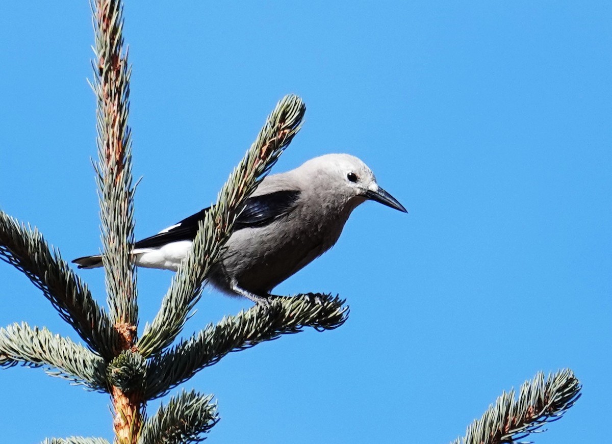 Clark's Nutcracker - ML645128313