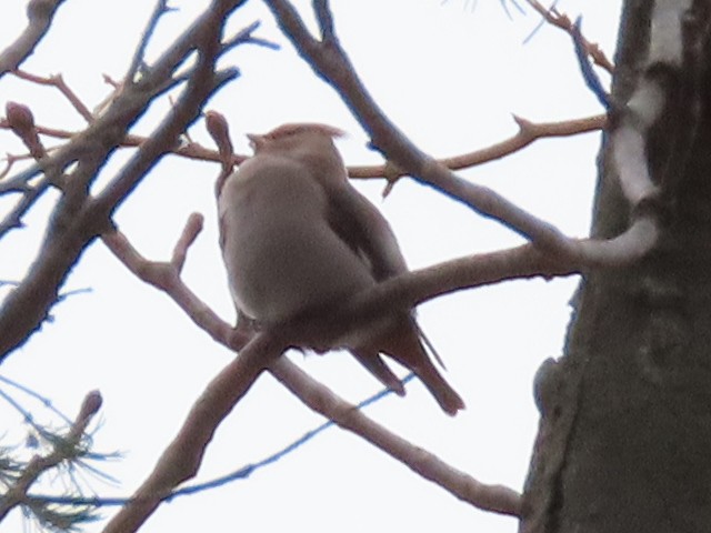 Buztanori boreala - ML645128319