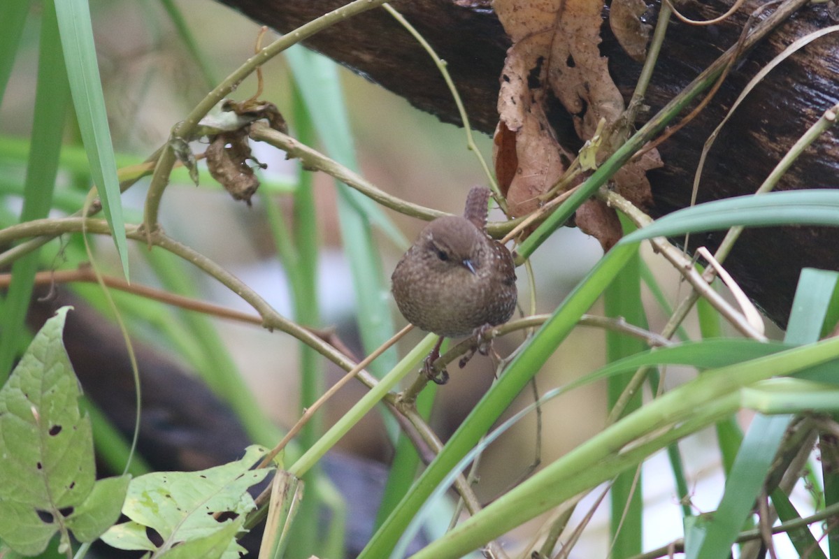 střízlík kanadský - ML645128320