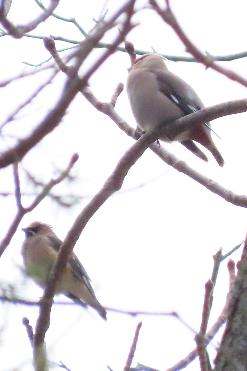 Buztanori boreala - ML645128333