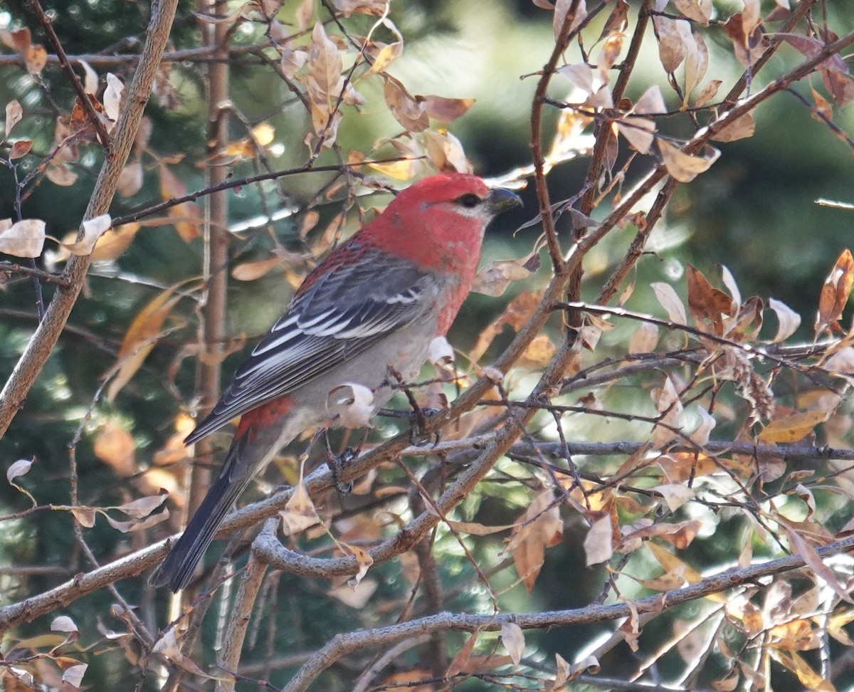 Смеречник тайговий - ML645128334