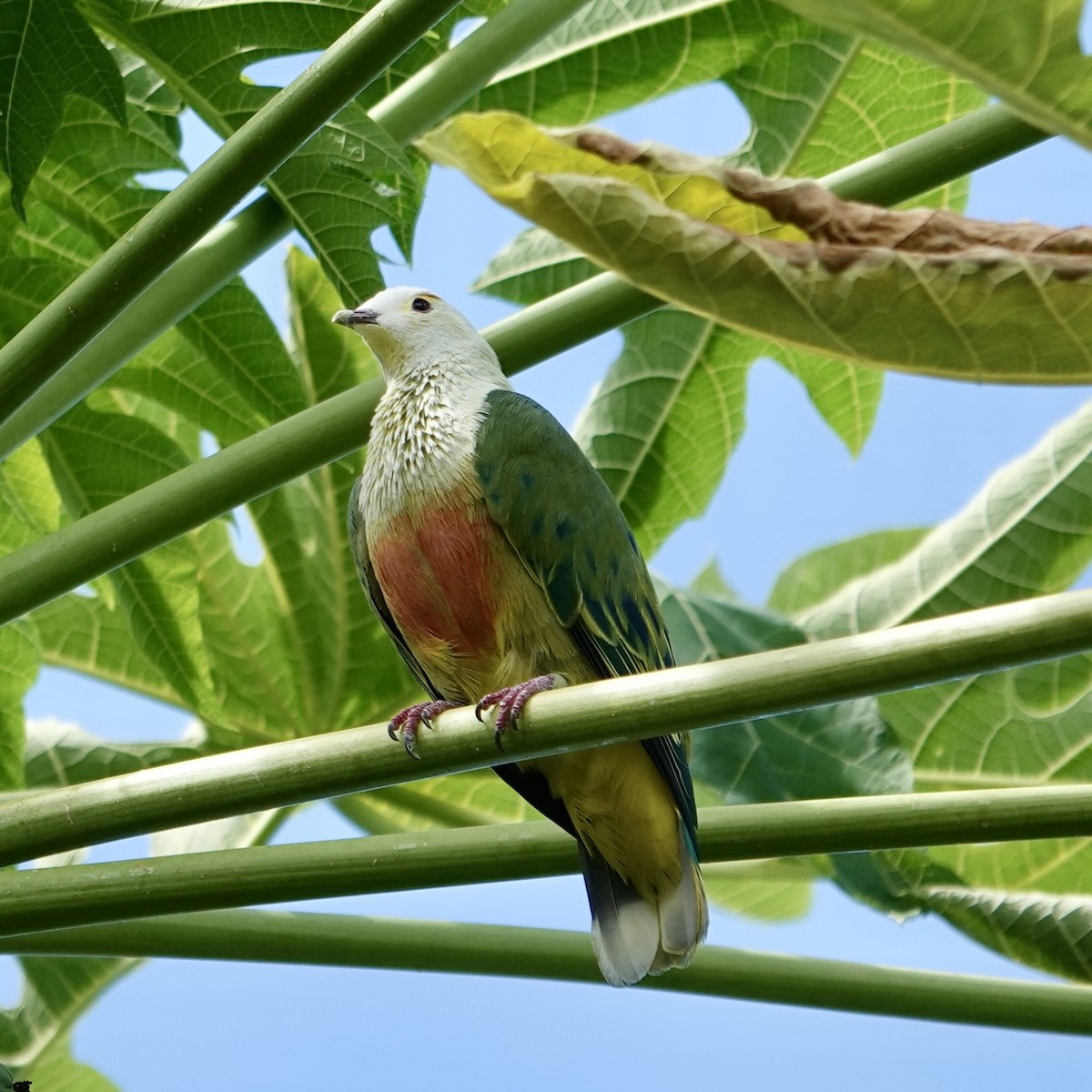 White-capped Fruit-Dove - ML645128339
