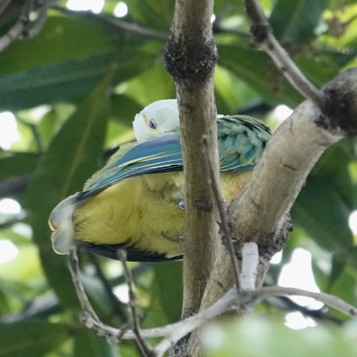 White-capped Fruit-Dove - ML645128340