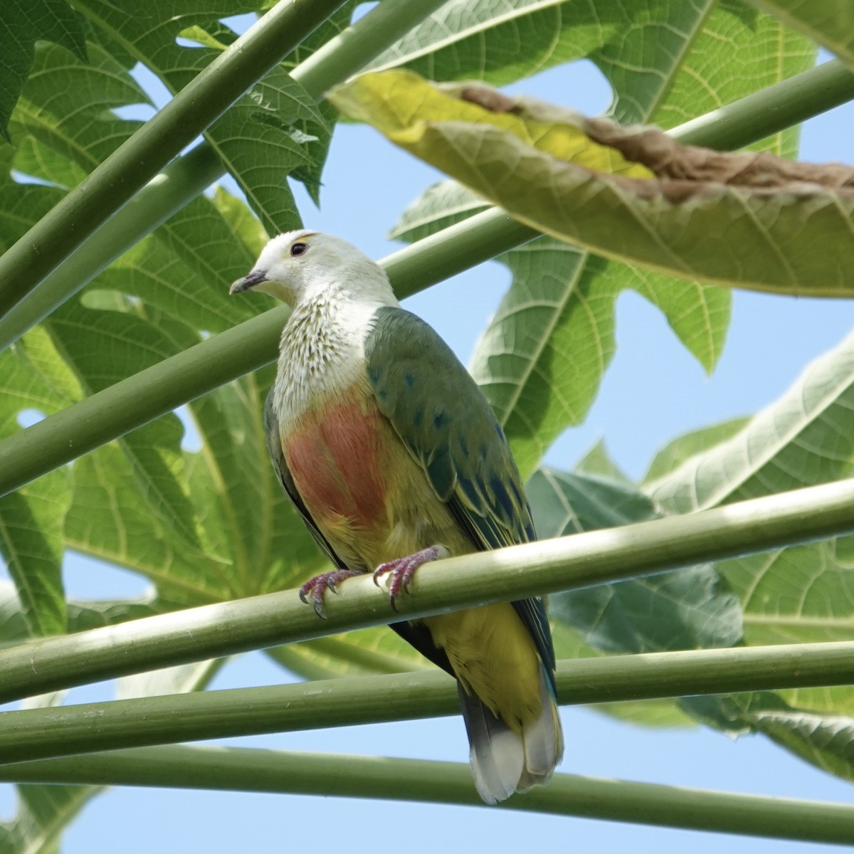 White-capped Fruit-Dove - ML645128341