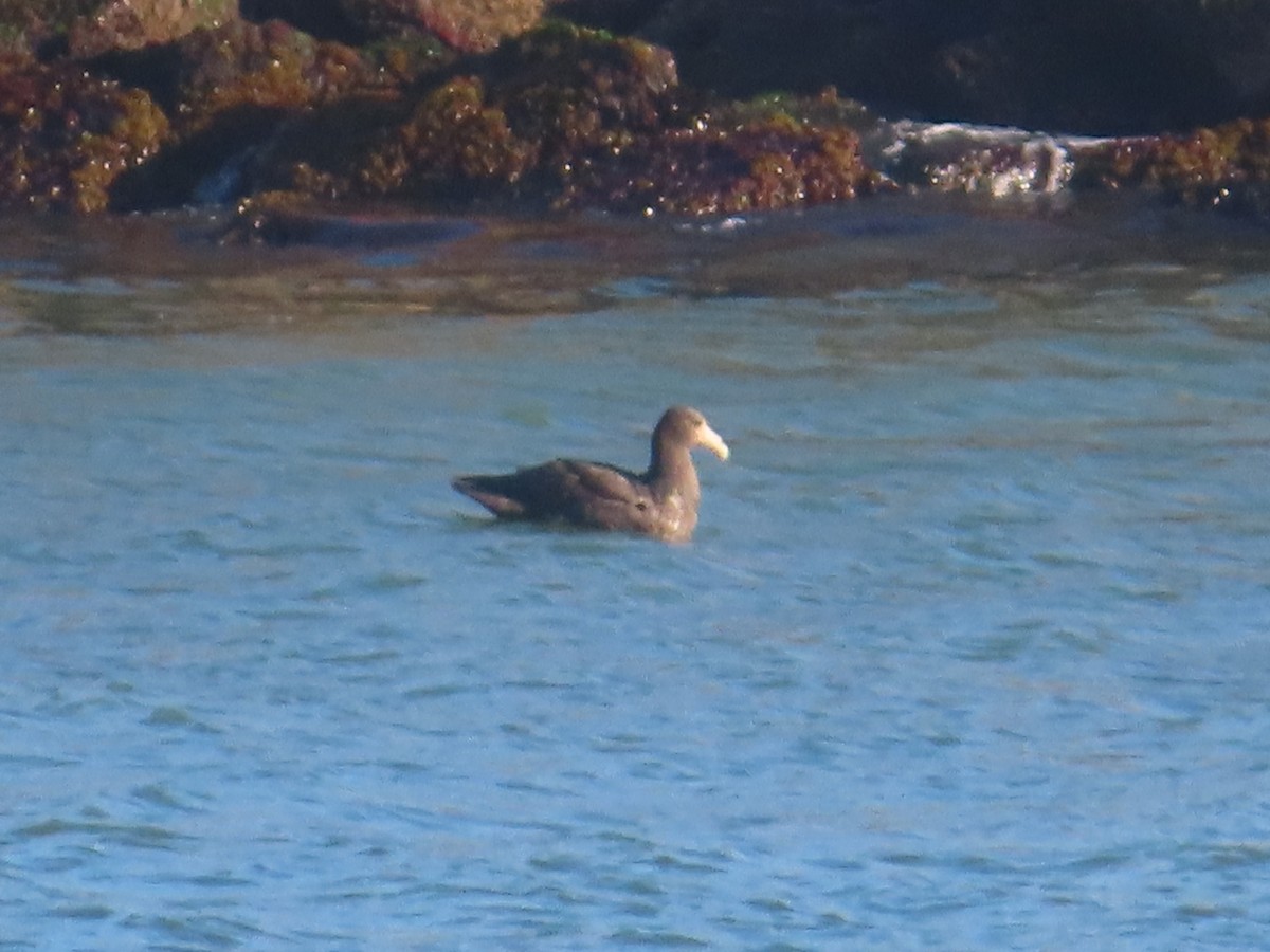 sørkjempepetrell - ML645128342