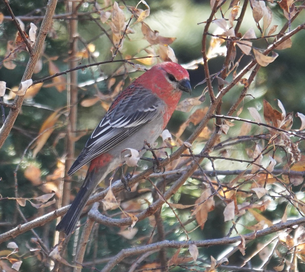 Смеречник тайговий - ML645128343