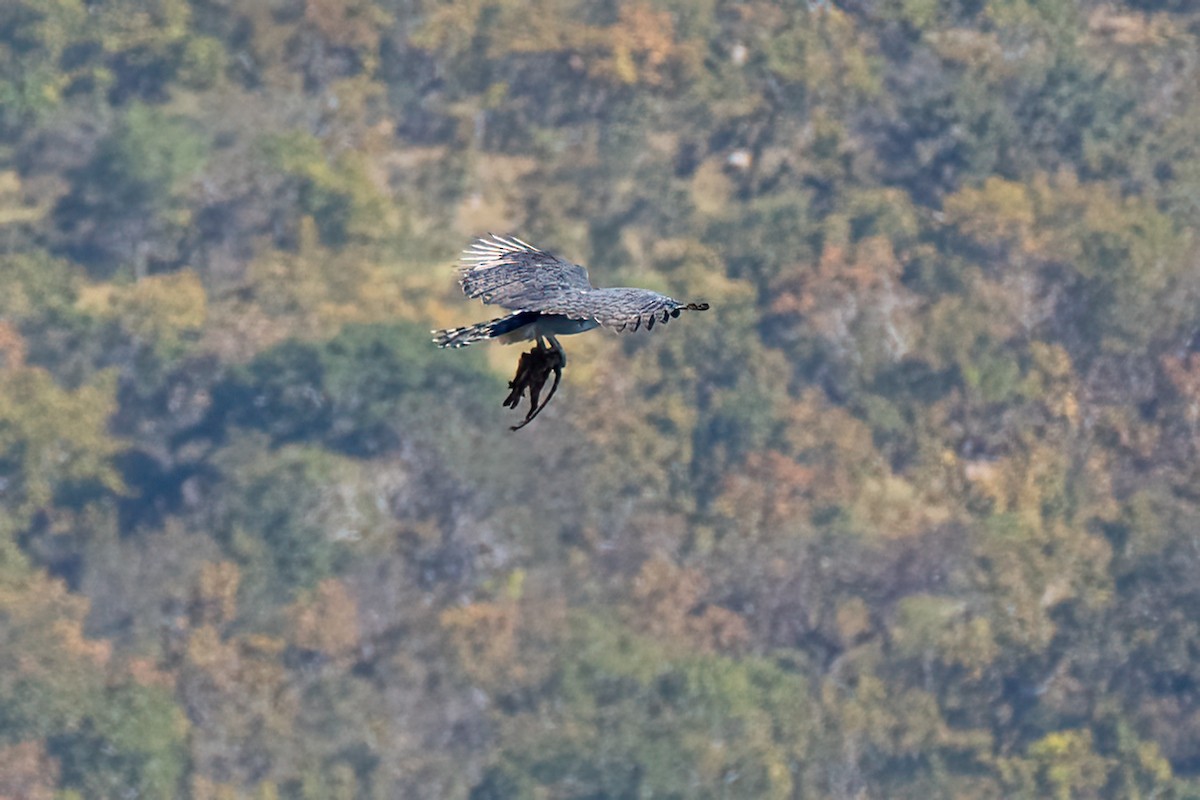 Harpy Eagle - ML645128353