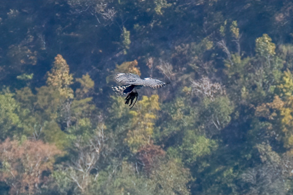 Harpy Eagle - ML645128354