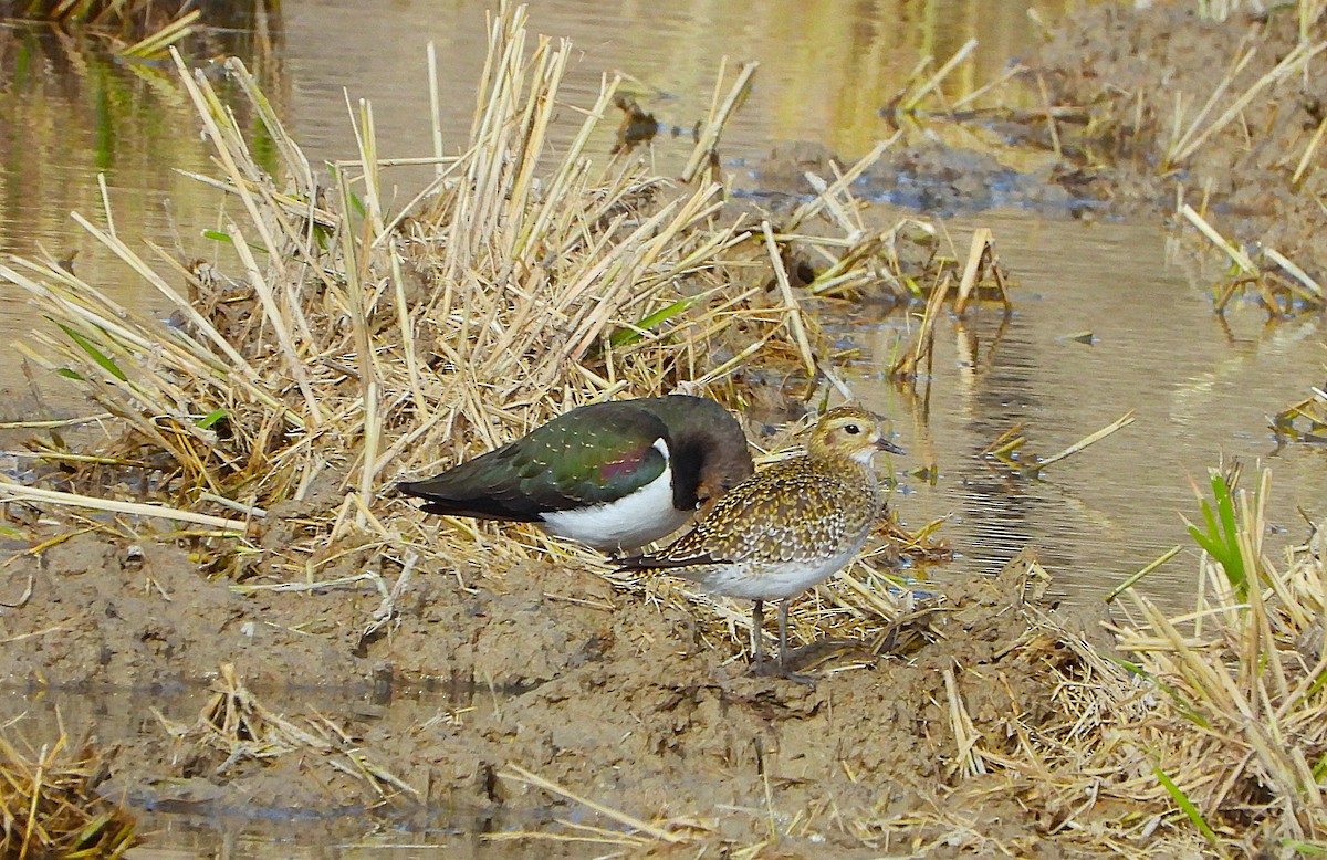 European Golden-Plover - ML645128356