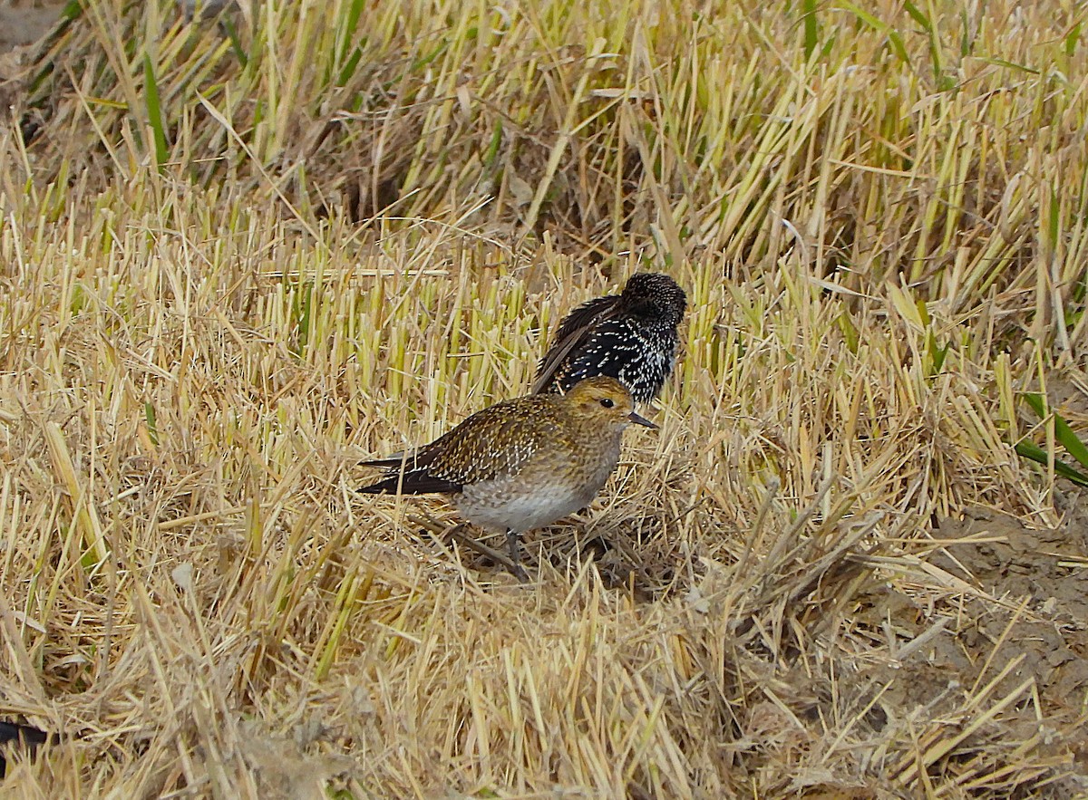European Golden-Plover - ML645128357