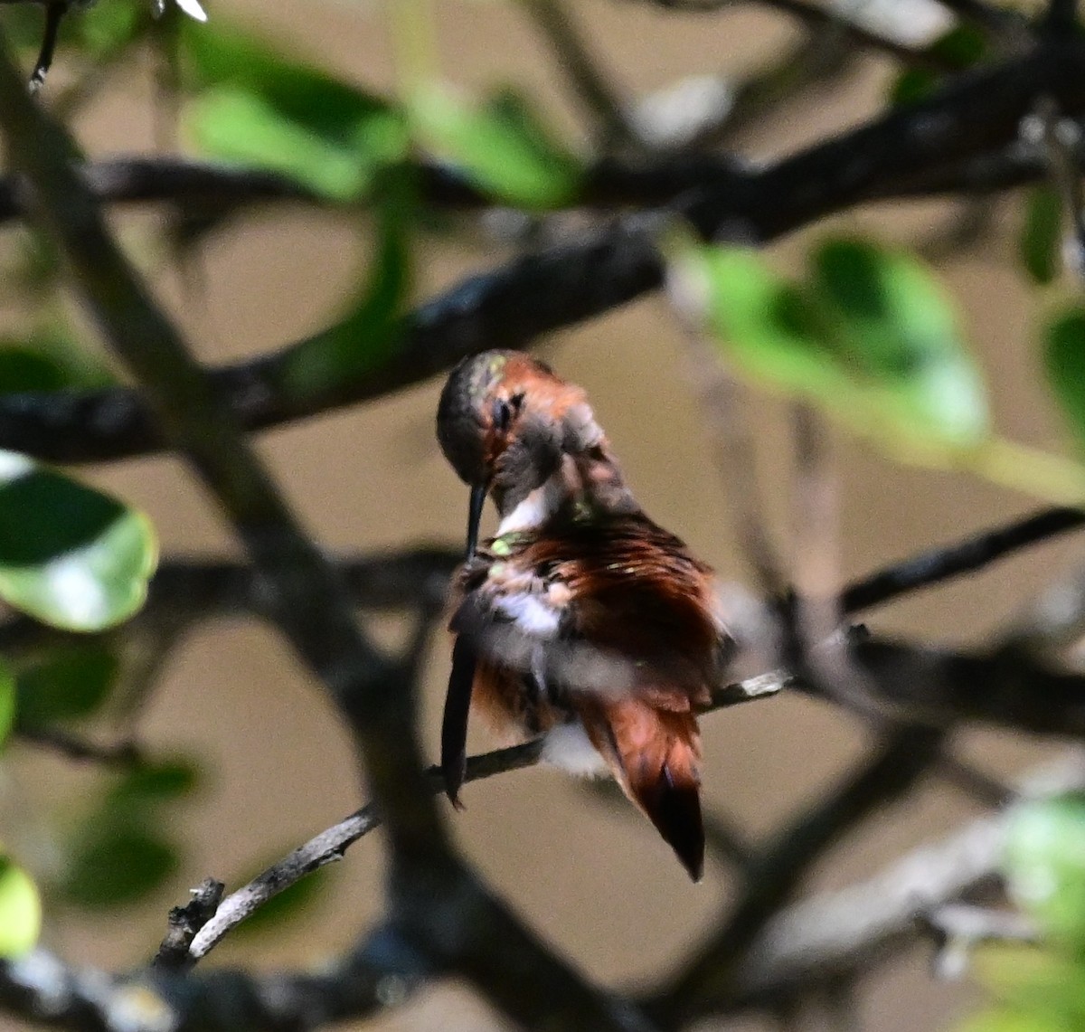 Allen's Hummingbird - ML645128362