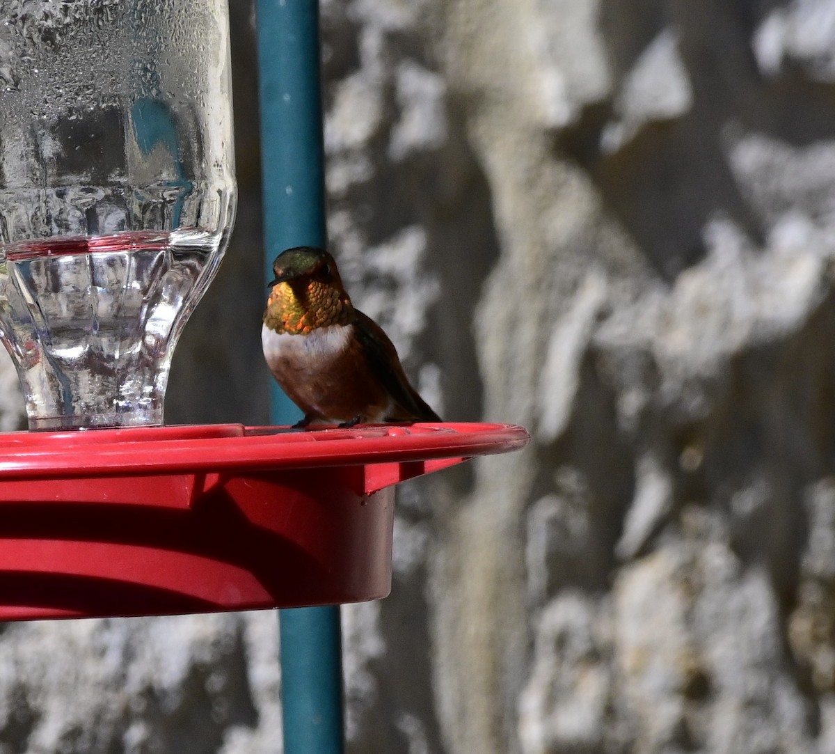 Allen's Hummingbird - ML645128363