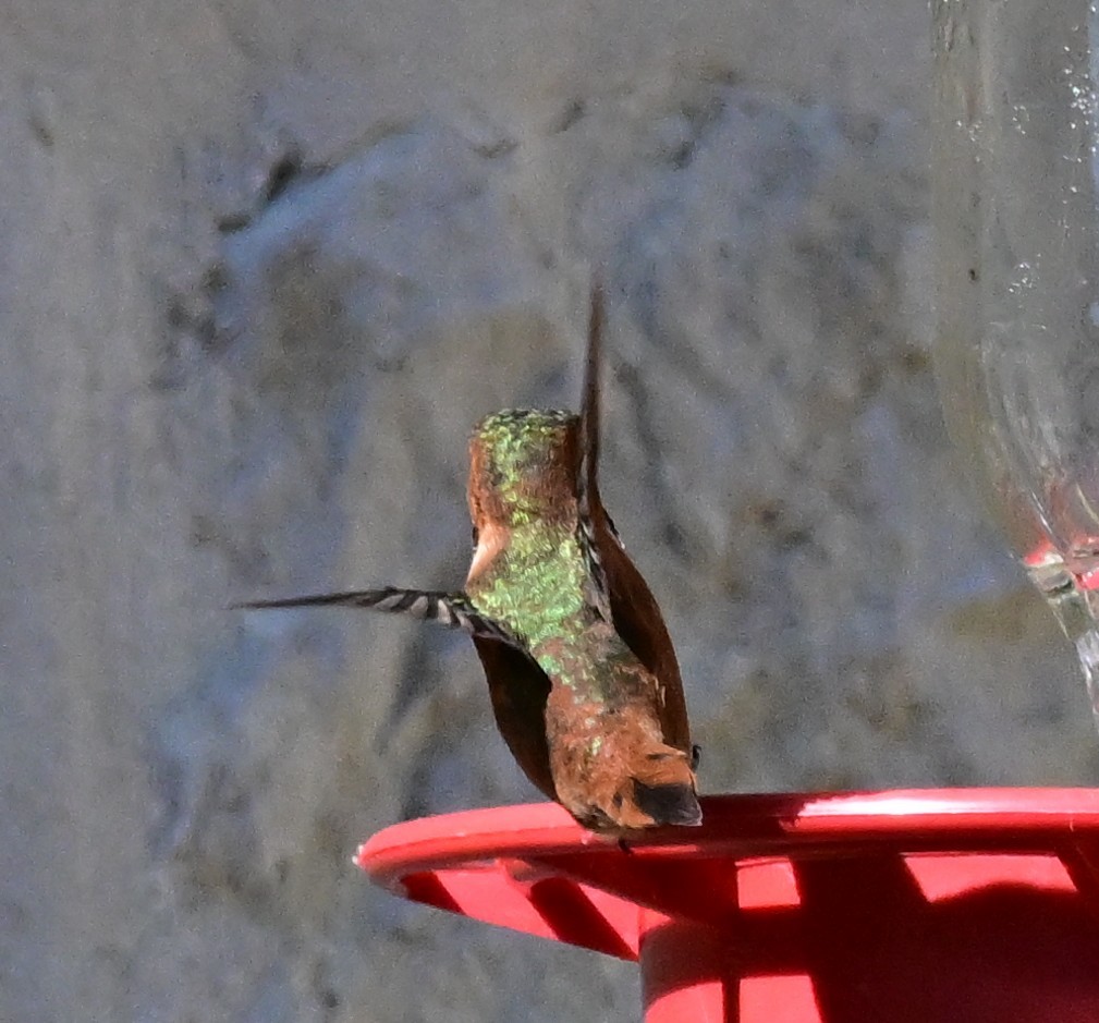 Allen's Hummingbird - ML645128364
