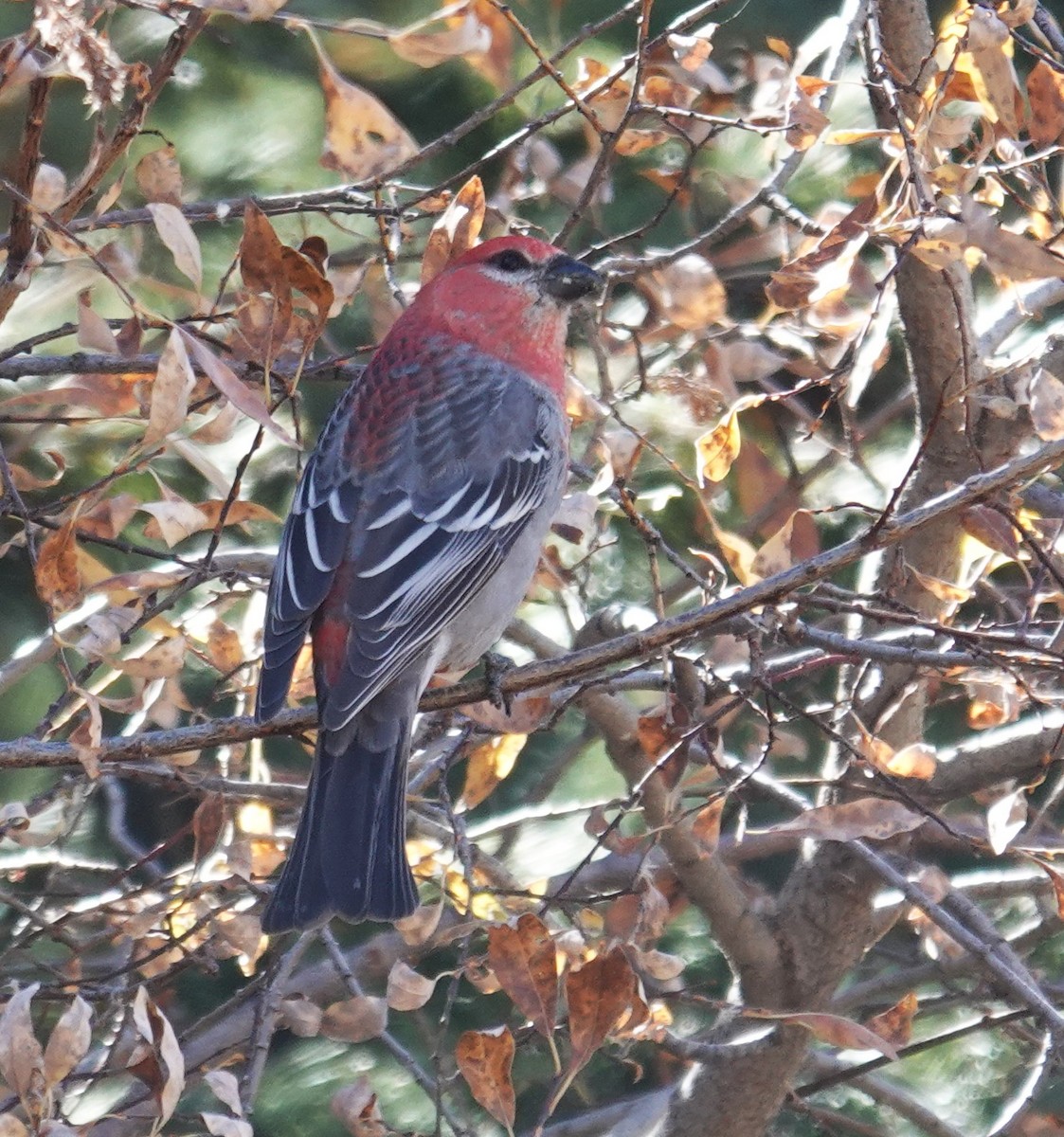 Смеречник тайговий - ML645128367