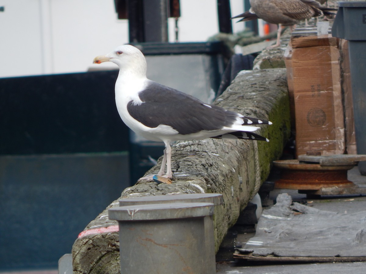 Great Black-backed Gull - ML645128368