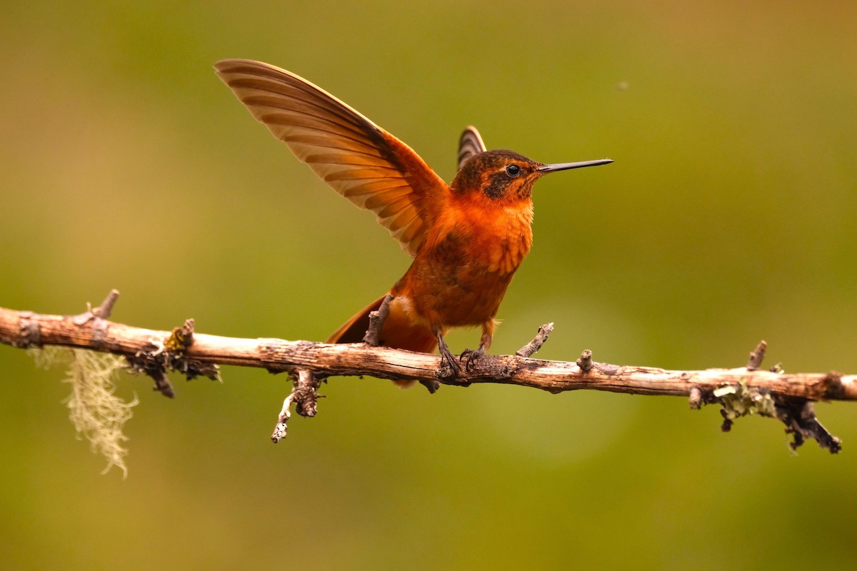 Медная ирида - ML645128378