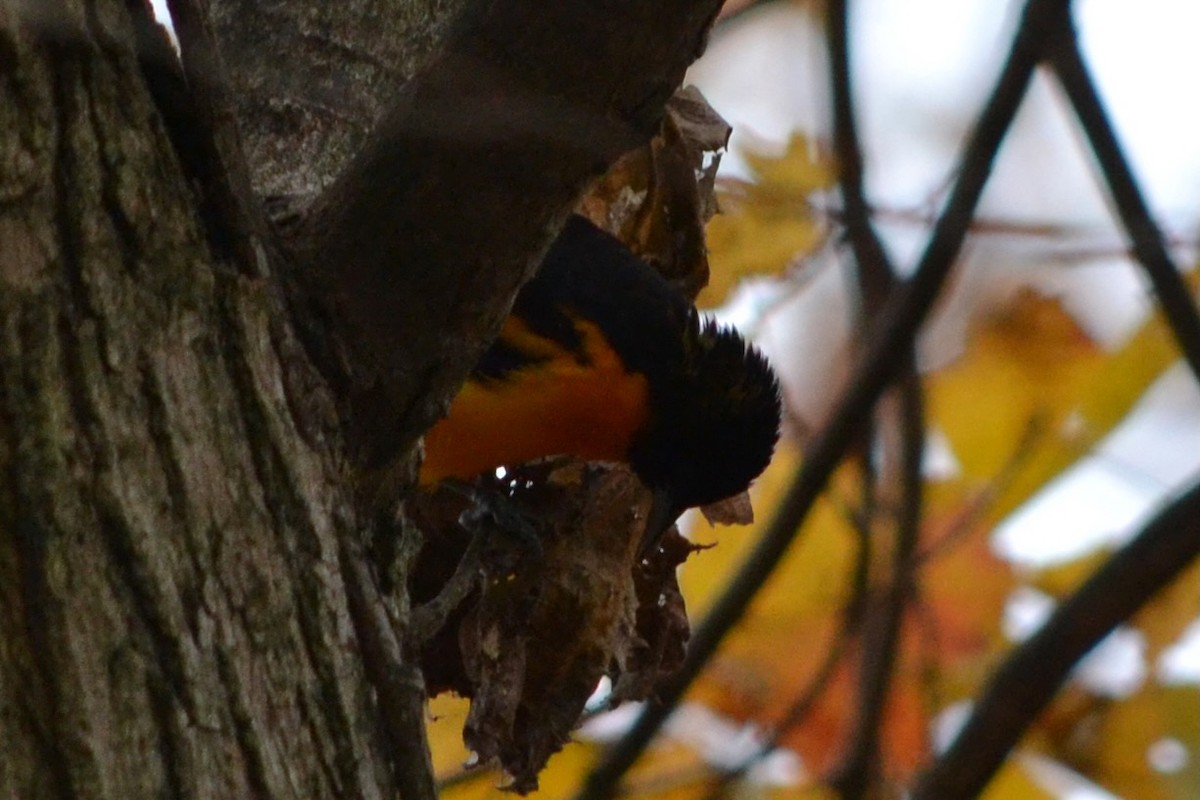 Baltimore Oriole - ML645128379