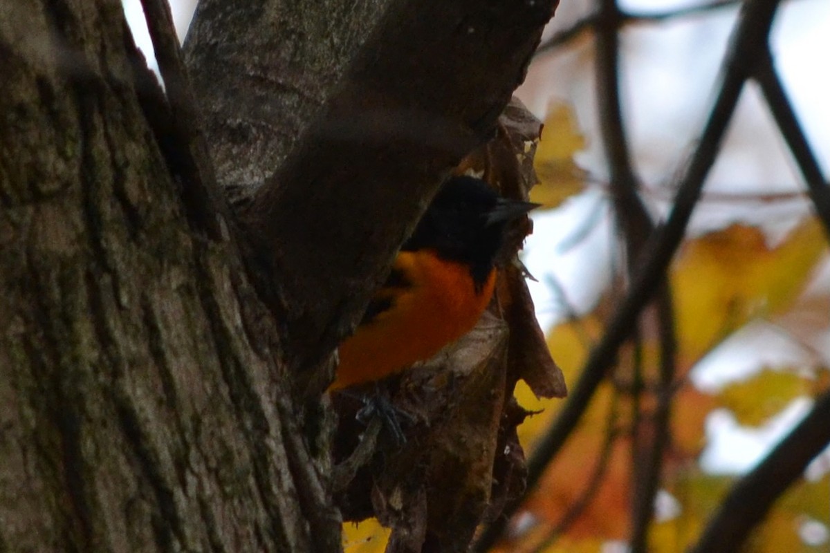 Baltimore Oriole - ML645128380