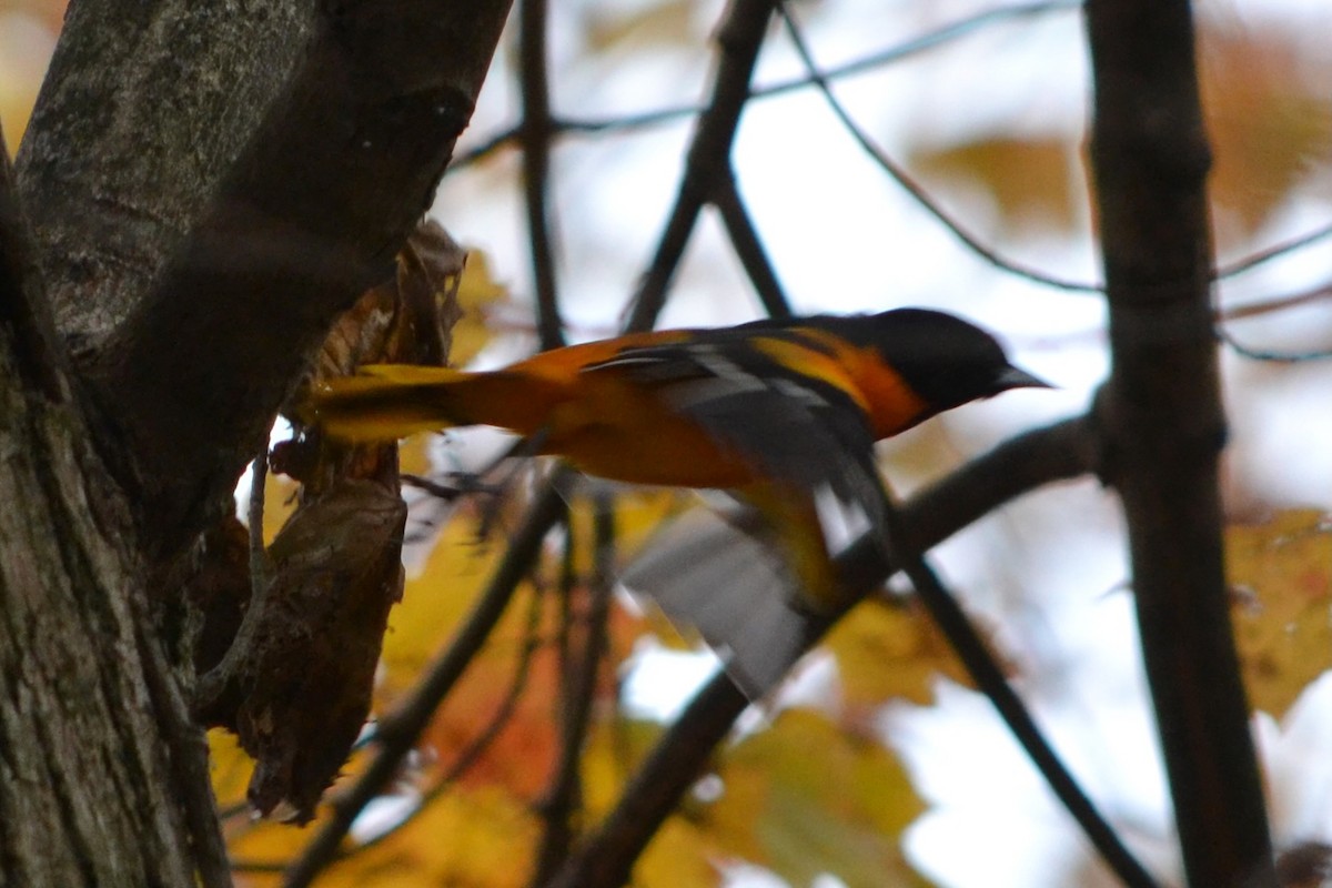 Baltimore Oriole - ML645128381