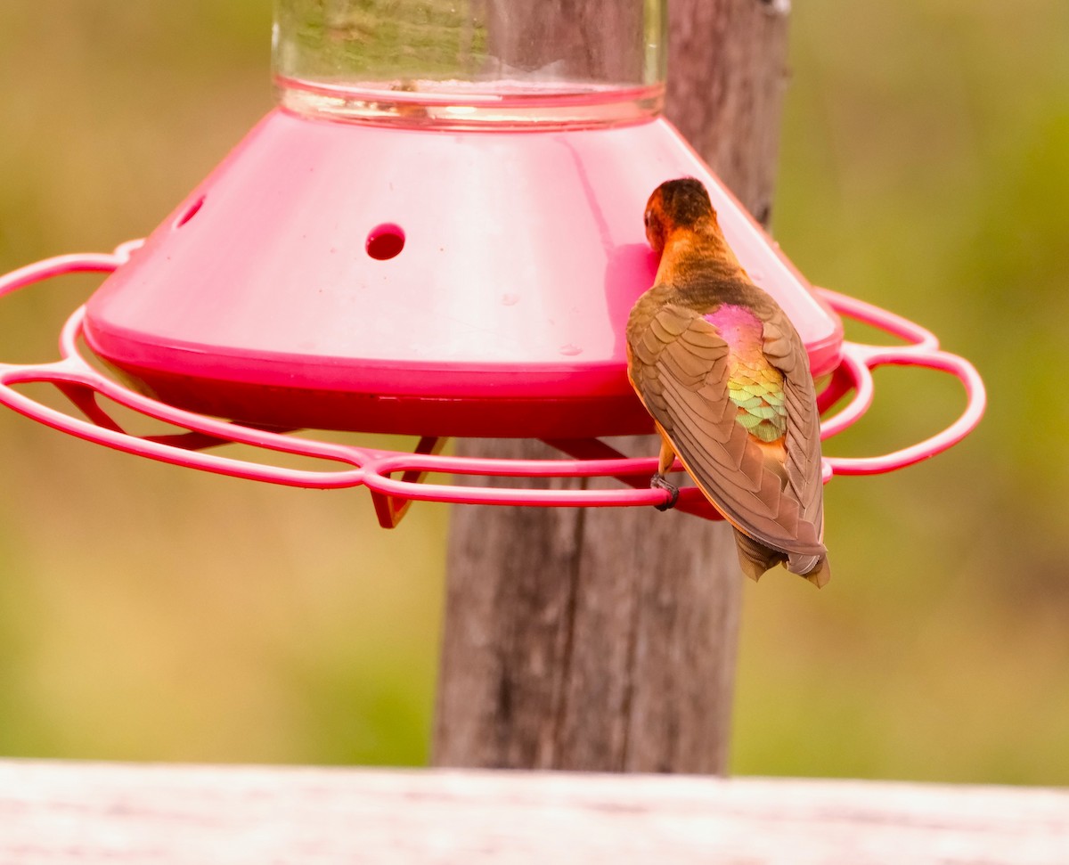 Медная ирида - ML645128383