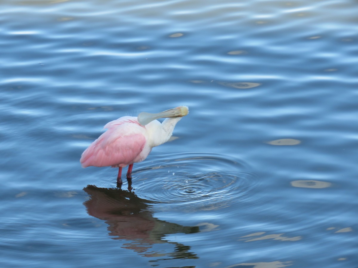 Roseate Spoonbill - ML645128385