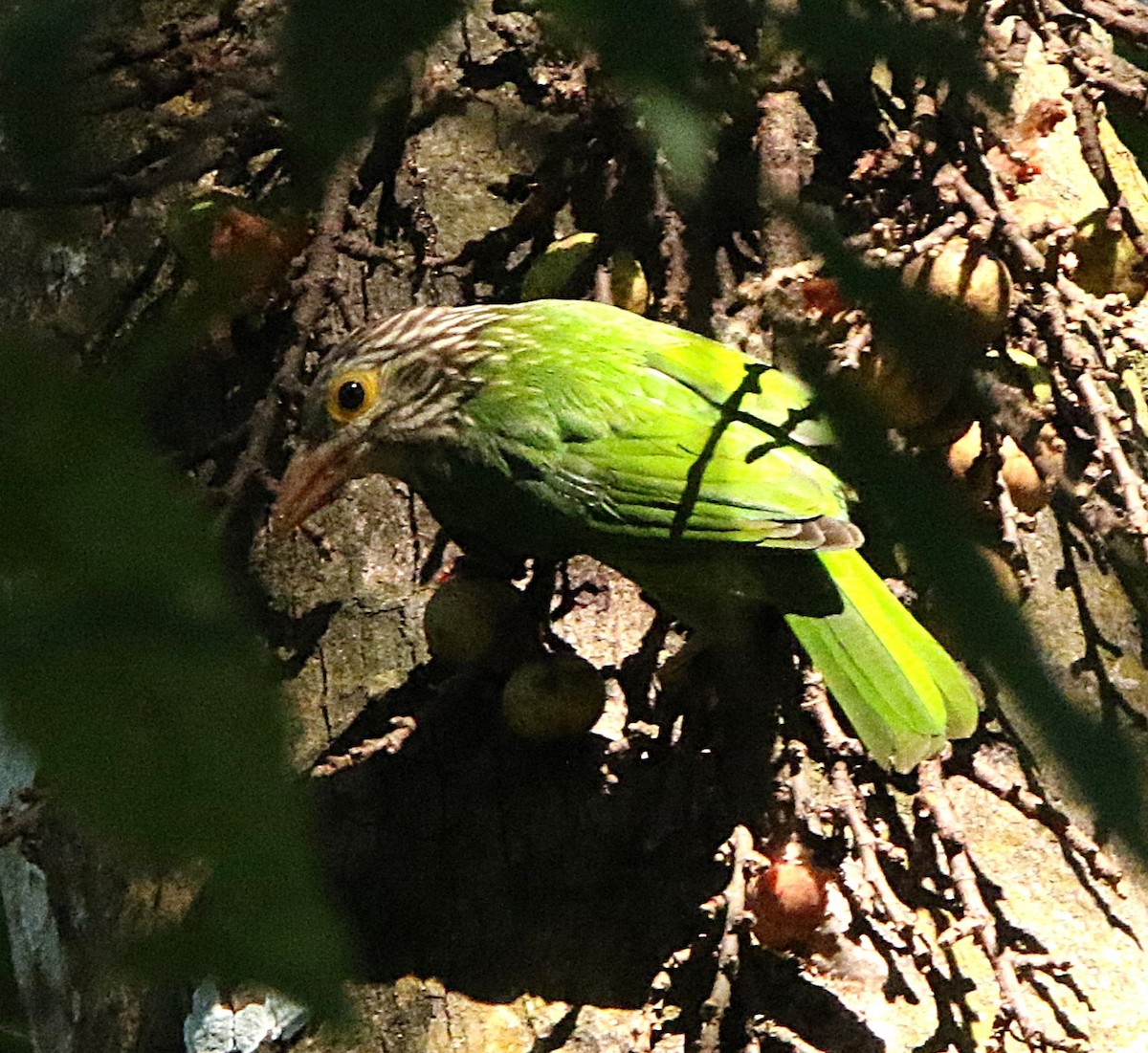 Полосатый бородастик - ML645128388