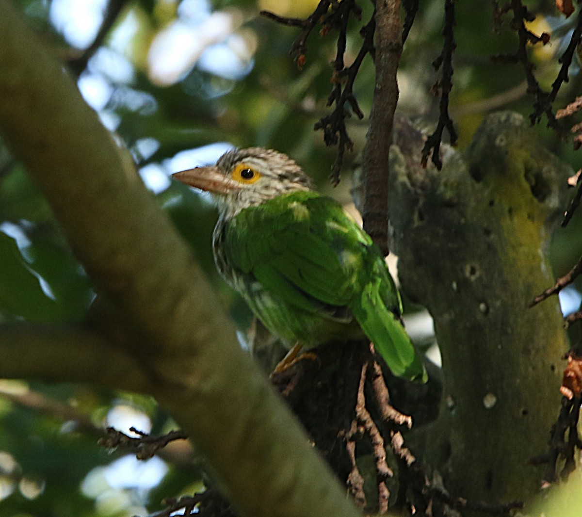 Полосатый бородастик - ML645128389