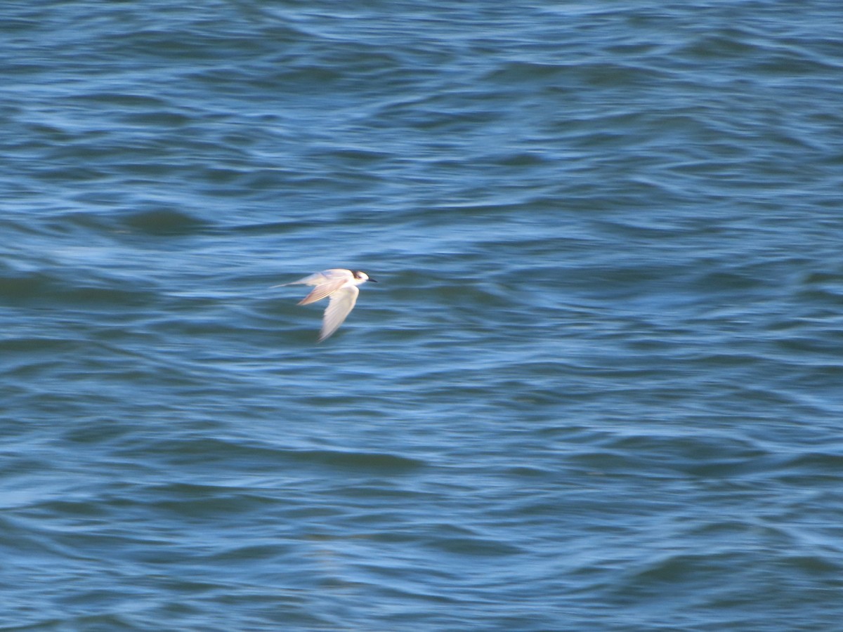 Южноамериканская крачка - ML645128391