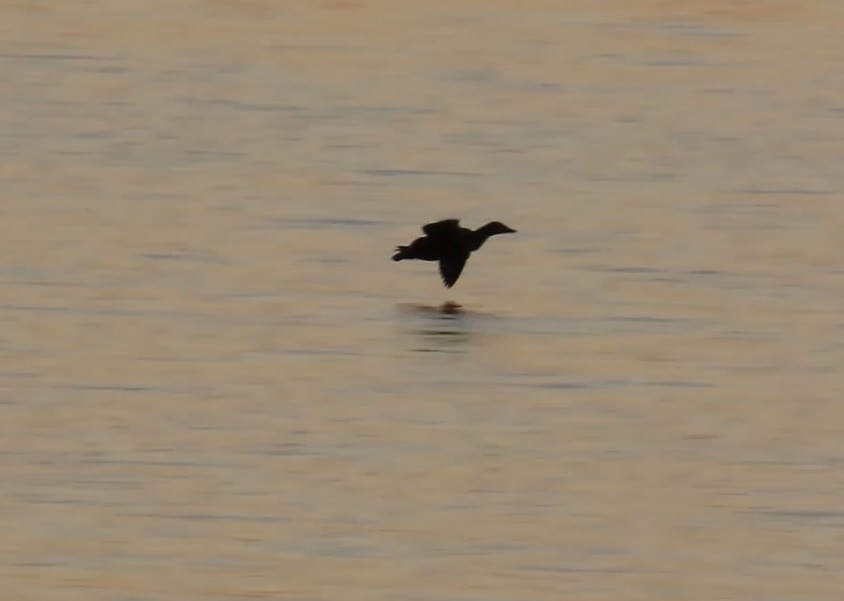 Гага-гребенушка - ML645128393